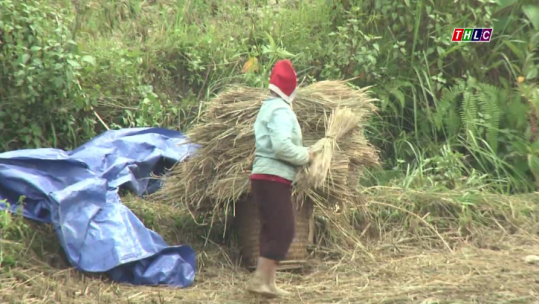 Khó khăn trong dự trữ thức ăn cho gia súc trong mùa đông ở xã Tả Phìn - Sa Pa