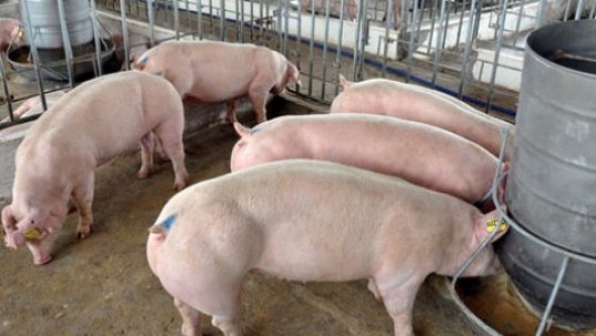 Giá thịt lợn hơi vẫn ở mức thấp nông dân sản xuất cầm chừng, không dám tái đàn