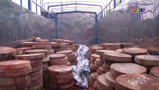 Lào Cai bắt giữ gần 5 mét khối gỗ nghiến