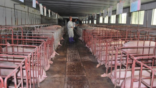 Chăn nuôi lợn vẫn đối mặt với nhiều khó khăn