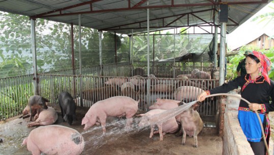 Liên kết chăn nuôi – Mô hình sáng tạo giúp chị em giữ vững nghề nuôi lợn