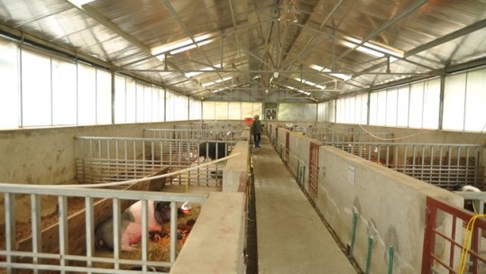 Lào Cai hiện có 3 chuỗi liên kết sản xuất chăn nuôi lợn theo quy trình VietGap
