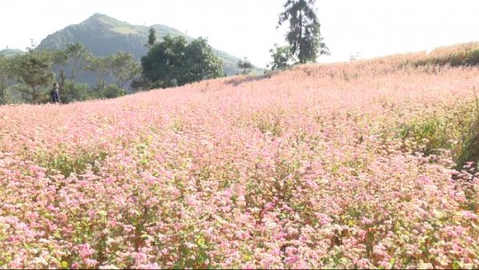 Rực rỡ mùa hoa Tam giác mạch ở Pha Long - Mường Khương