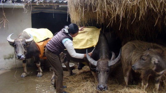 Chủ động phòng, chống rét cho đàn gia súc trong mùa Đông 2017