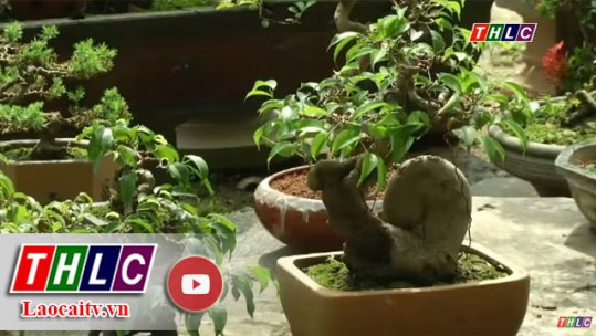 Đi và khám phá: thú chơi bonsai