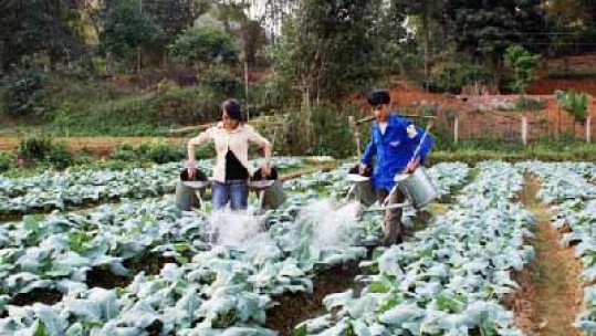 Chú trọng công tác kiểm tra và hướng dẫn sử dụng thuốc bảo vệ thực vật an toàn cho nông dân
