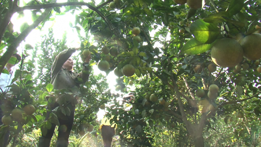 Trồng cây ăn quả - Hướng phát triển kinh tế cho nông dân Lào Cai