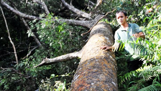 Lào Cai đã phát hiện 207 vụ vi phạm Luật bảo vệ và phát triển rừng
