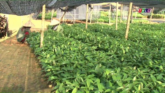 Hết tháng 10, Lào Cai hoàn thành 98% kế hoạch trồng rừng