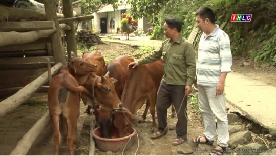 Vỗ béo bò - Mô hình phát triển kinh tế hiệu quả của nông dân Bảo Thắng