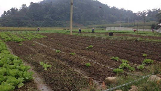 Lào Cai: Phấn đấu gieo trồng khoảng 8 nghìn ha cây trồng các loại
