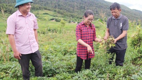 Phát triển vùng cây dược liệu gắn với du lịch ở Lào Cai