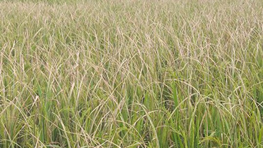 Cảnh báo bệnh lùn sọc đen phương Nam gây hại trên diện tích lúa Xuân 2018