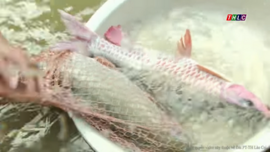 Người dân xã Lương Sơn, huyện Bảo Yên phát triển kinh tế từ nuôi cá đặc sản