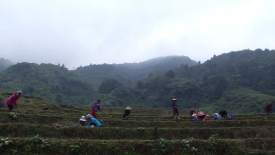 Xã Bản Xèo, huyện Bát Xát thí điểm trồng tỏi trên đất 1 vụ lúa