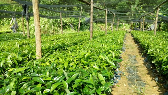 Tỉnh Lào Cai trồng rừng vượt kế hoạch 11,2%