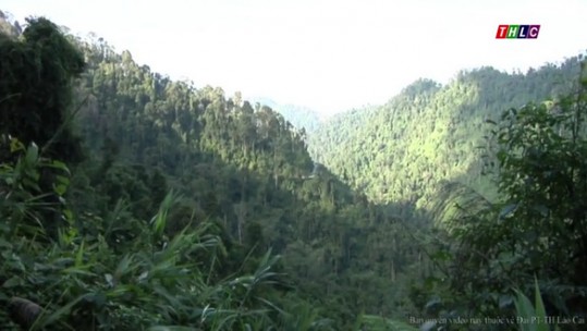 Gần 4.000 ha rừng được bảo vệ tốt từ việc giao cho doanh nghiệp quản lý