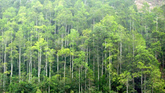 Lào Cai phấn đấu đạt 114% kế hoạch trồng rừng năm 2017