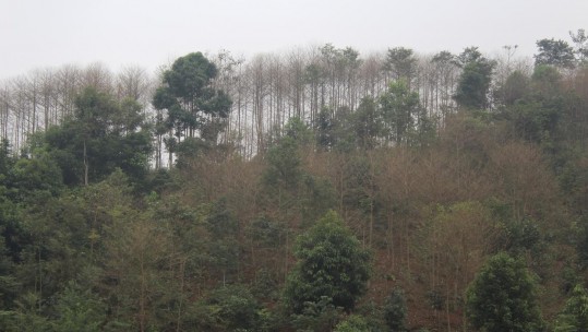 Phát hiện sâu xanh ăn lá cây bồ đề ở huyện Bảo Yên