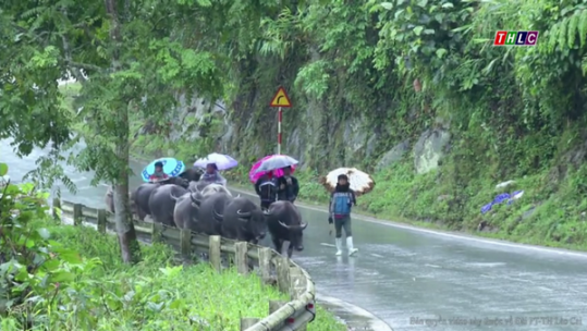 Lào Cai – khoảng 14 nghìn con gia súc có nguy cơ bị đói