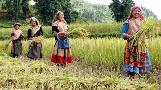 Tạo đà cho Nông nghiệp Lào Cai tiếp tục cất cánh trong giai đoạn mới
