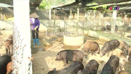 Mô hình nuôi lợn rừng hữu cơ lớn nhất tỉnh Lào Cai