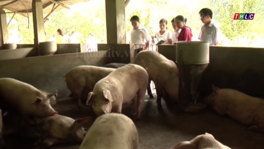 Lợn hơi tăng giá – người chăn nuôi bắt đầu có lãi