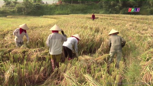 Khuyến cáo sử dụng lúa giống cho vụ Đông Xuân 2017-2018