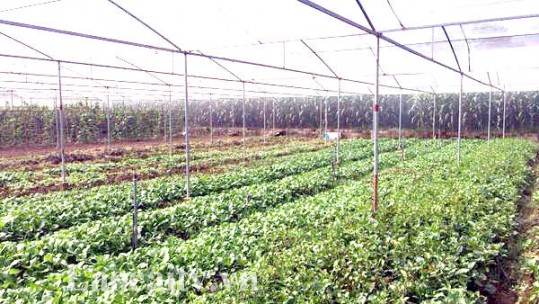 Tỉnh Lào Cai có gần 1.230 ha sản xuất nông nghiệp ứng dụng công nghệ cao