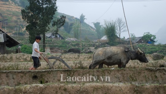 Lào Cai tập trung ngăn chặn dịch lở mồm long móng trên đàn gia súc