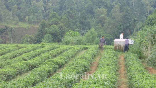 Lào Cai chuẩn bị đủ giống cây trồng lâm nghiệp phục vụ trồng rừng năm 2018