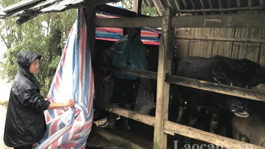 Văn Bàn: Nhiều hộ chăn nuôi còn chủ quan trong phòng chống đói rét cho gia súc