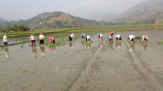 Giải pháp hiệu quả nâng cao tổng sản lượng lương thực có hạt của Lào Cai