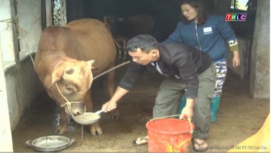 Huyện Si Ma Cai nguy cơ thiếu thức ăn cho đàn gia súc