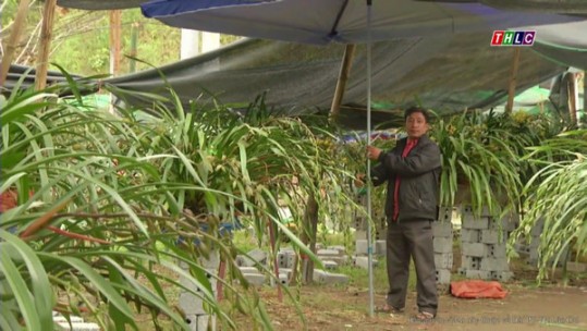Nông dân trồng lan chống chọi với giá rét khắc nghiệt
