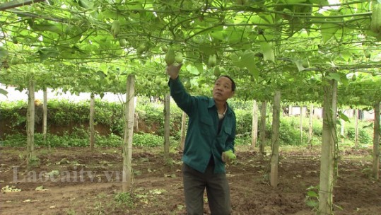 Nông dân Gia Phú có thu nhập cao từ sản xuất rau an toàn