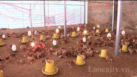 Lào Cai khuyến khích sản xuất, tiêu thụ sản phẩm chăn nuôi an toàn