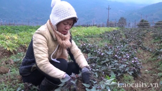 Xã Minh Lương (Văn Bàn): Thí điểm trồng 2,5 ha khoai lang tím nhưng không cho thu hoạch