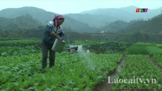 Cây rau màu đem lại cuộc sống no đủ cho nông dân Liên Hà 6, xã Bảo Hà, huyện Bảo Yên