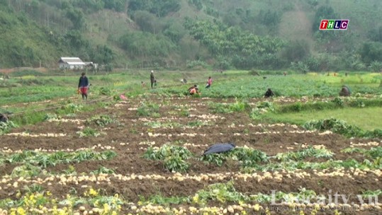 Hiệu quả trong liên kết sản xuất khoai tây của nông dân Long Khánh, Bảo Yên