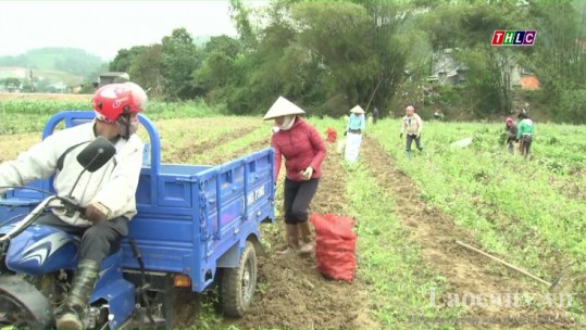 Xã Quang Kim, huyện Bát Xát: Niềm vui của người nông dân từ một vụ sản xuất thắng lợi