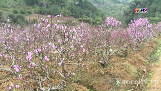 Sắc hoa đào Xuân Quang rực rỡ đón xuân