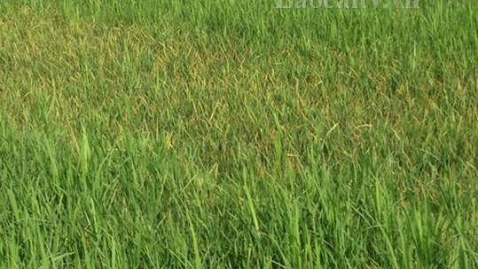 Nguy cơ bùng phát bệnh lùn sọc đen phương Nam gây hại lúa Xuân