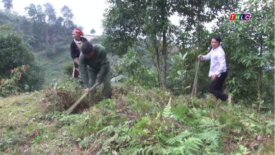 Lào Cai: Phấn đấu nâng tỷ che phủ rừng lên 54,9%