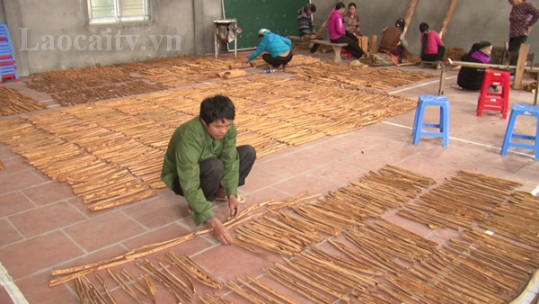 Nông dân xã Nậm Đét, huyện Bắc Hà thu 60 tỷ từ bán quế