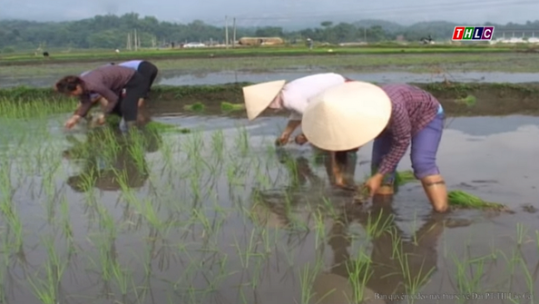 Nông dân Lào Cai đã gieo cấy gần 470 ha lúa Xuân