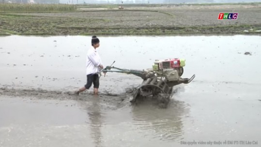 Xã Võ Lao, huyện Văn Bàn sẽ hoàn thành diện tích gieo cấy lúa Xuân trước ngày 20/3