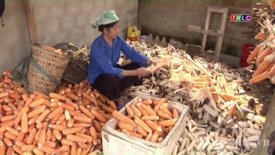 Hiệu quả sản xuất vụ đông tại huyện Văn Bàn