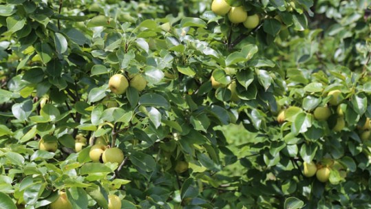 Năm 2018, Lào Cai sẽ thực hiện trồng mới 210 ha cây ăn quả ứng dụng công nghệ cao