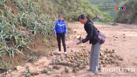 Tiếp tục xác định nguyên nhân cây dứa ở xã Bản Lầu, huyện Mường Khương chết hàng loạt